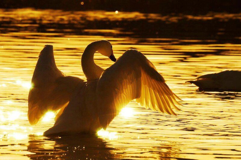 Swan Spreading Wings — Gold