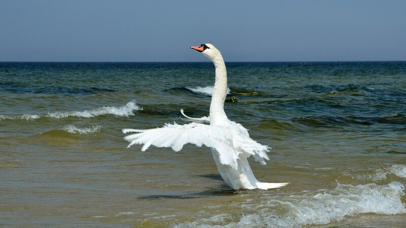 Swan spreading wings in ocean