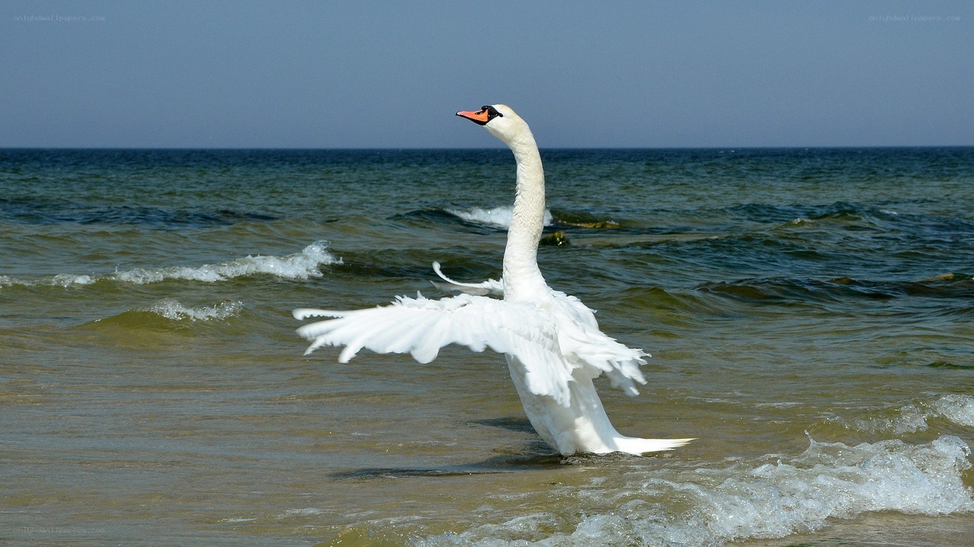 Swan spreading wings in ocean