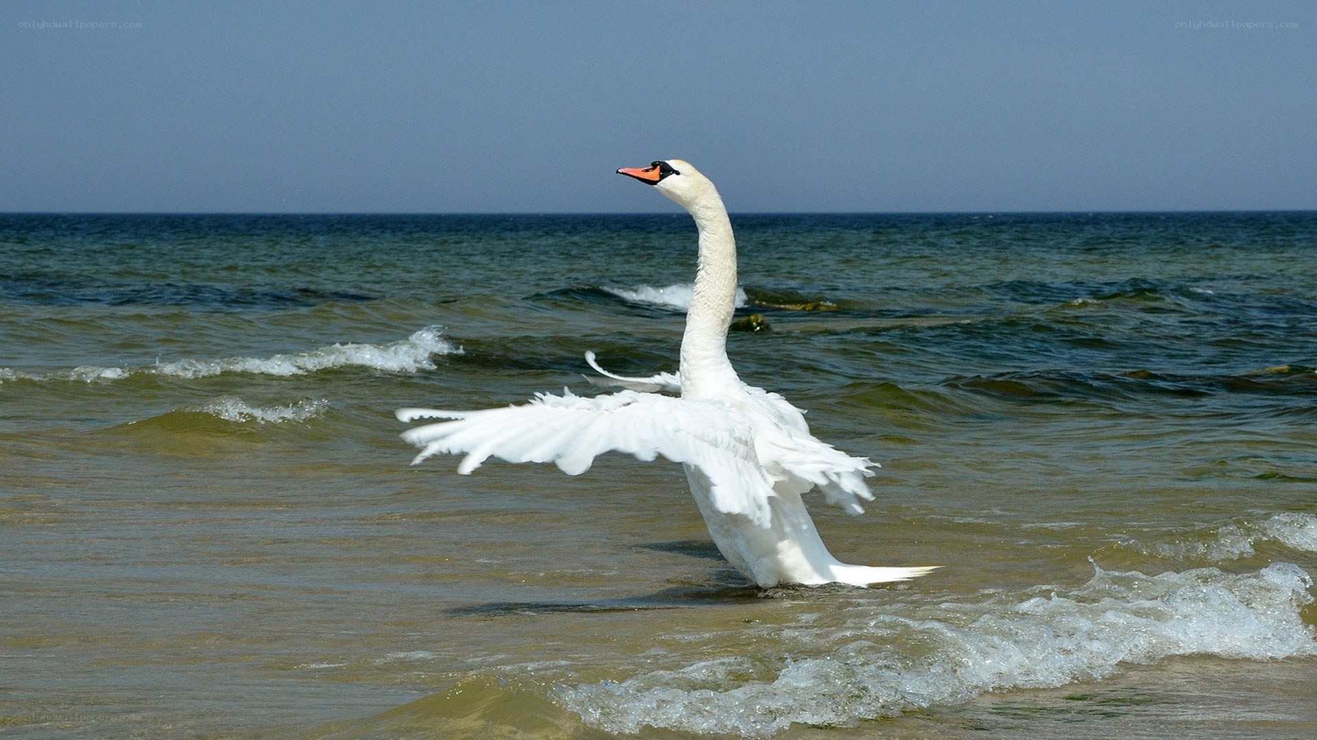 Swan spreading wings on beach