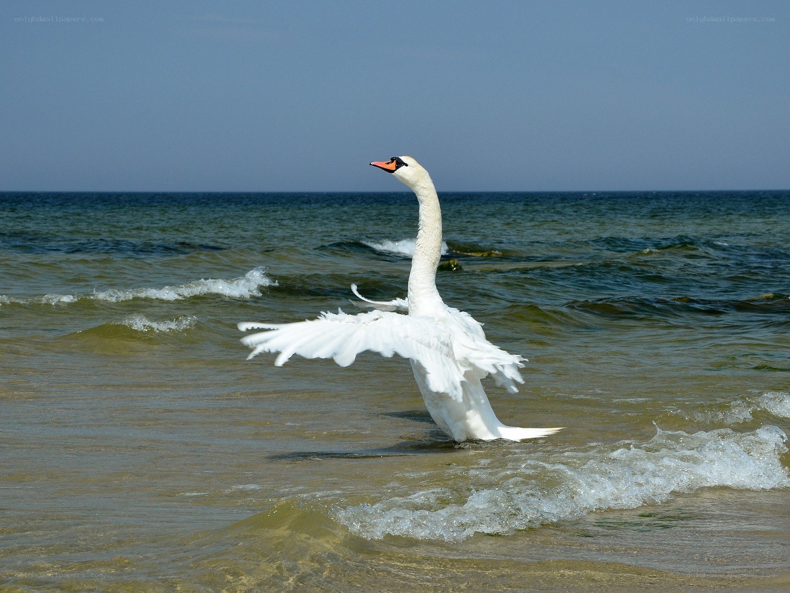 Swan spreading wings on beach