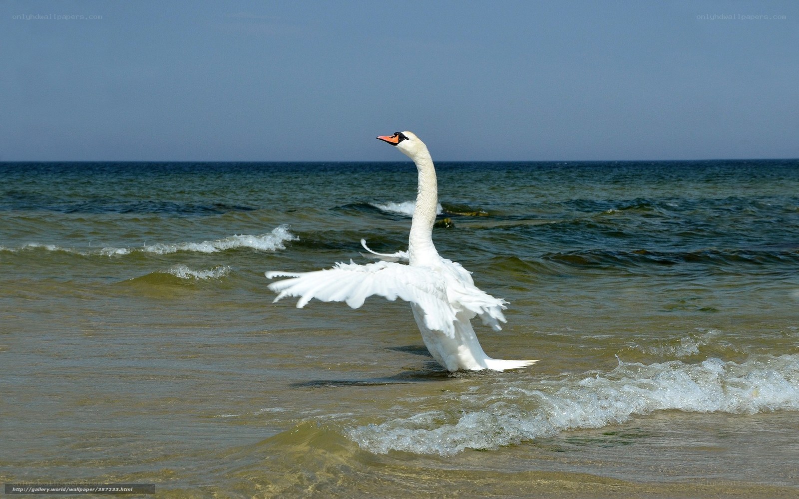 Swan spreading wings on beach