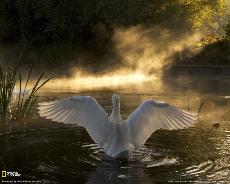 Swan spreading wings on misty lake