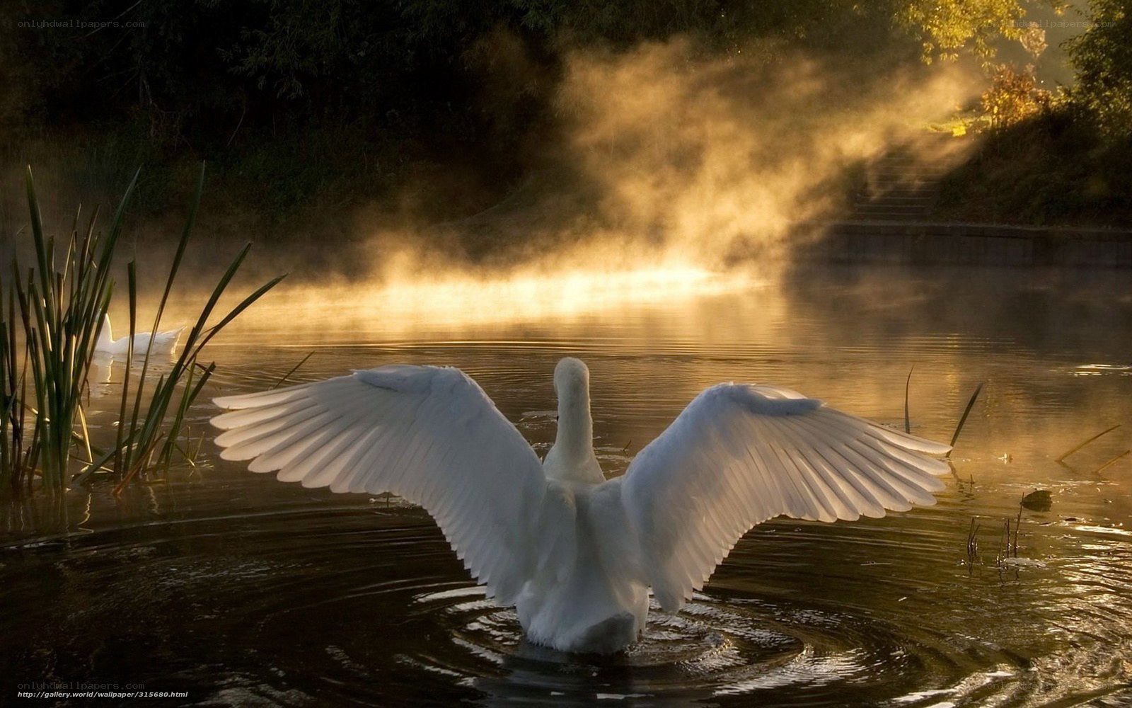 Swan spreading wings on misty lake