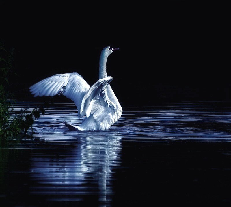 Swan spreading wings on water