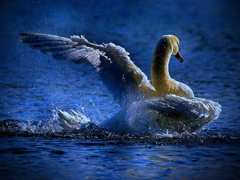 Swan Spreading Wings