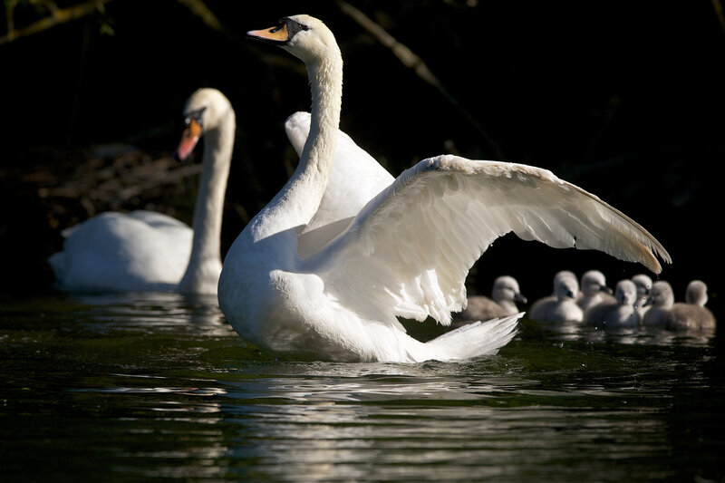 Swan Spreading Wings — White, Dramatic, Afternoon