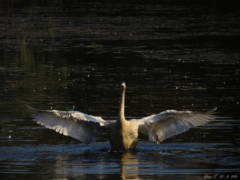 Swan Spreading Wings — White, Dramatic, Sunset, Photograph