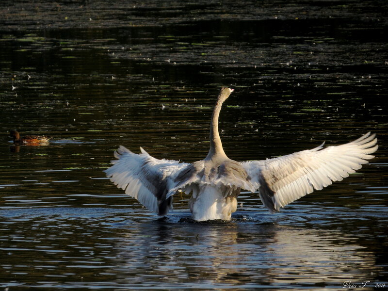 Swan Spreading Wings — White, Dramatic, Sunset
