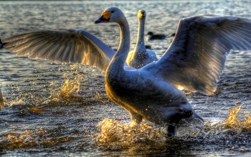 Swan Spreading Wings — White, Dramatic