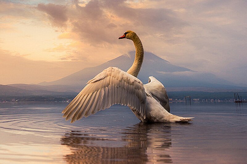Swan Spreading Wings — White, Serene