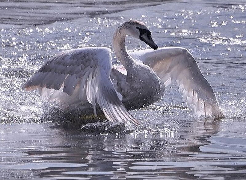 Swan Spreading Wings — White