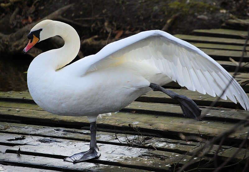 Swan stretching on wooden dock