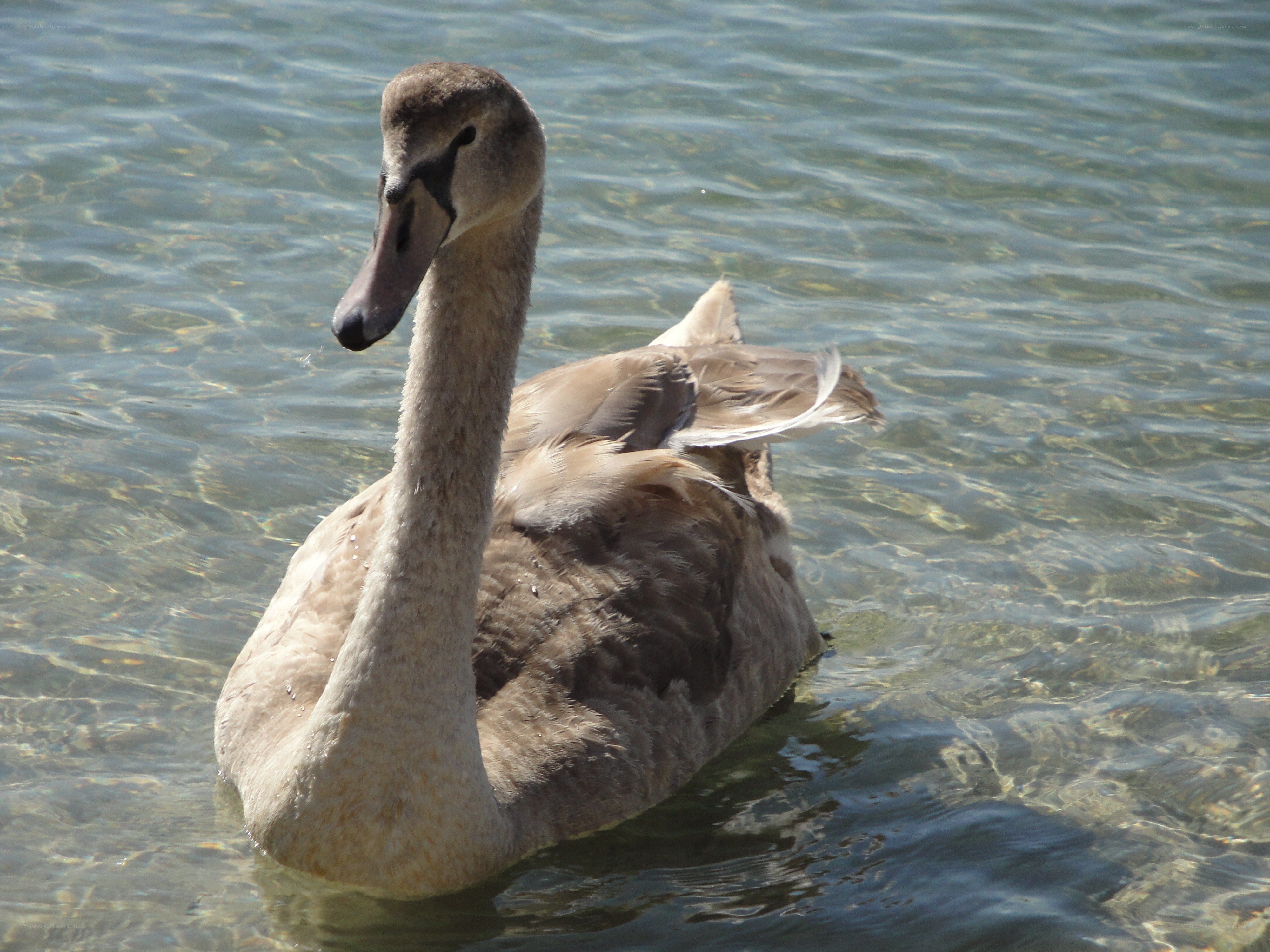 swan swimming in clear water