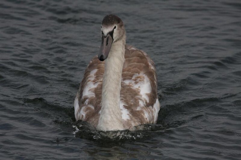 swan swimming in water