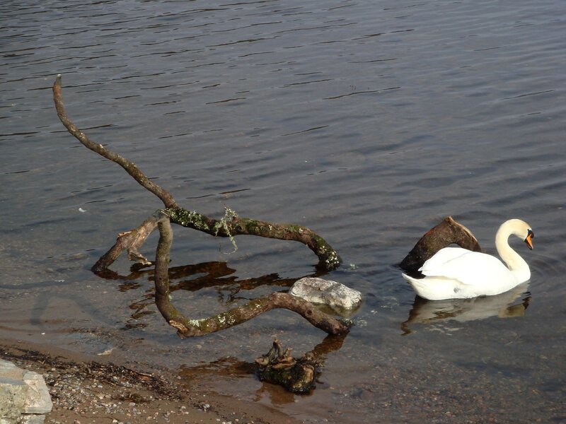Swan swimming near driftwood