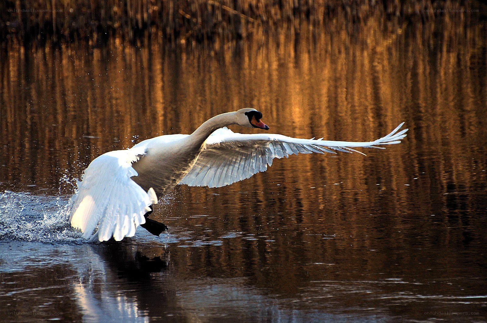 swan taking flight from water