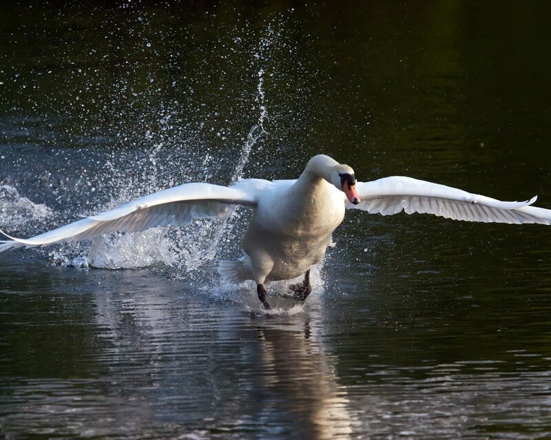 Swan taking flight from water