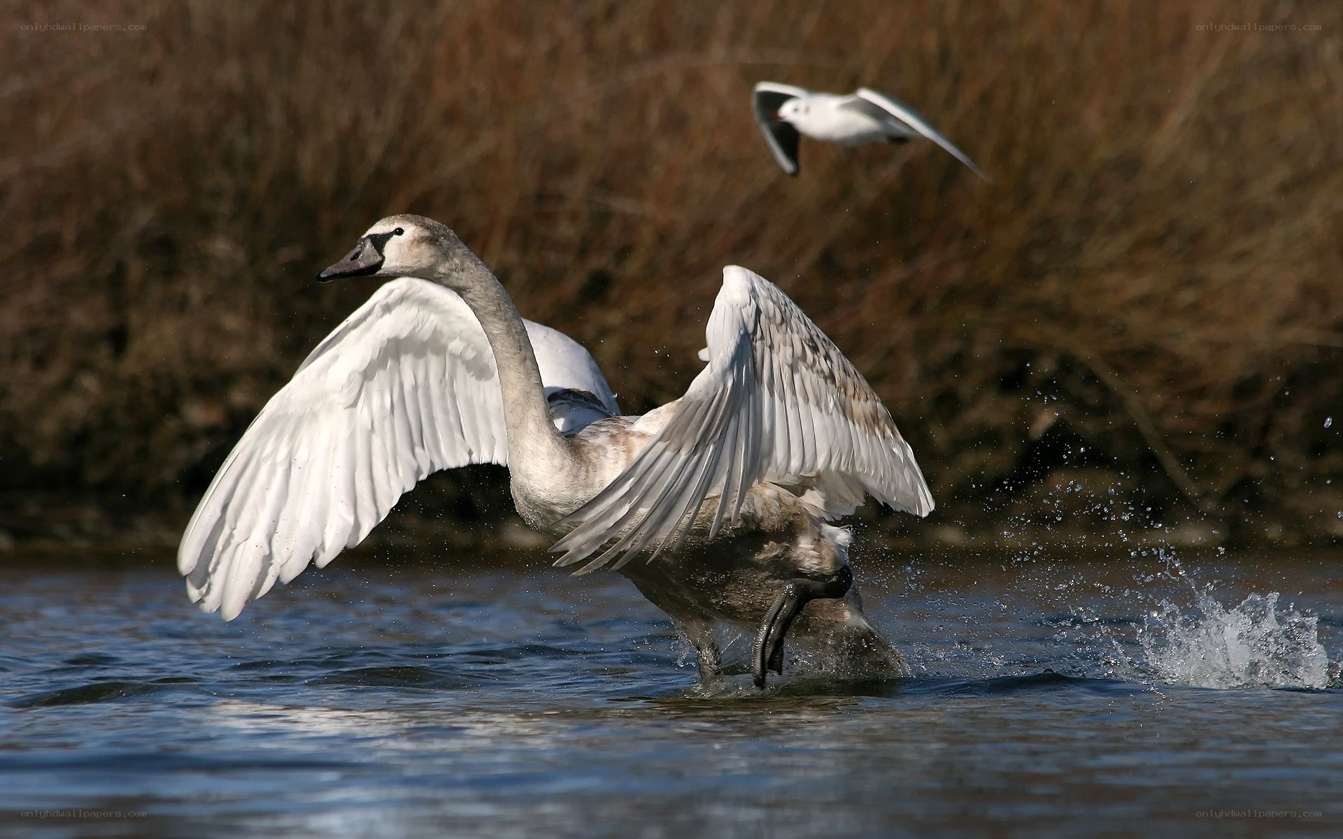 Swan taking flight from water