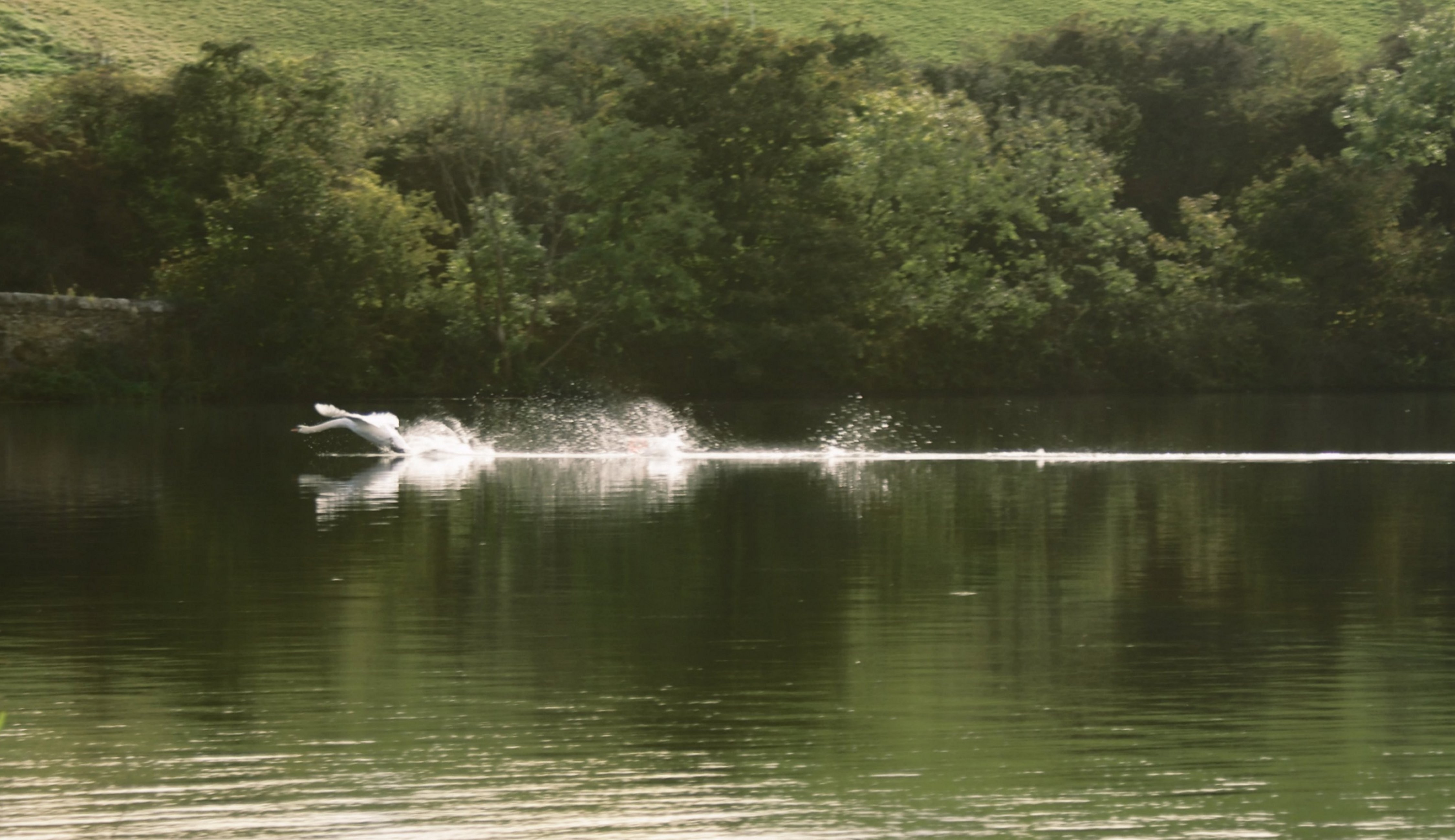 swan taking off from a lake