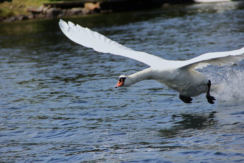 swan taking off from water