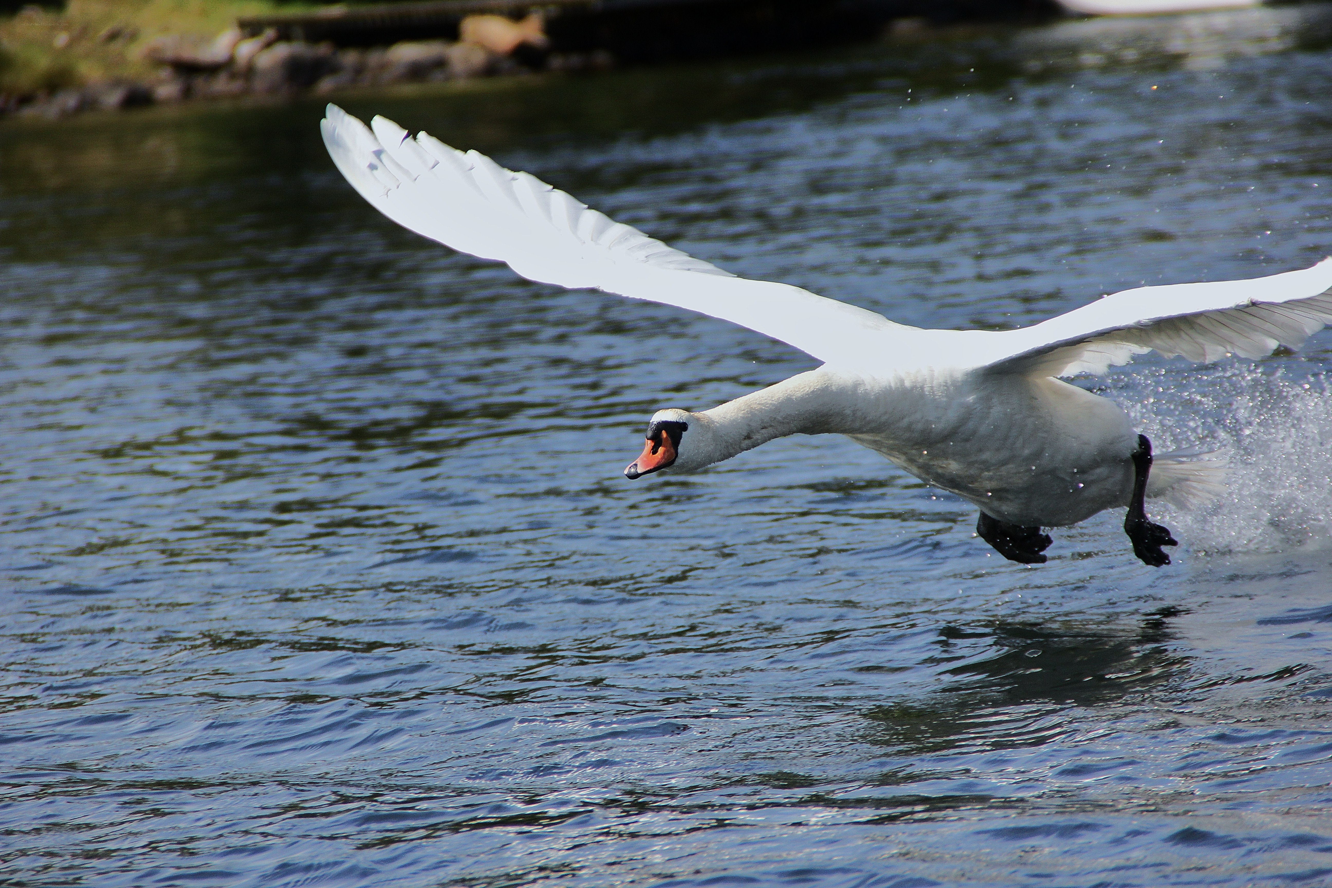swan taking off from water