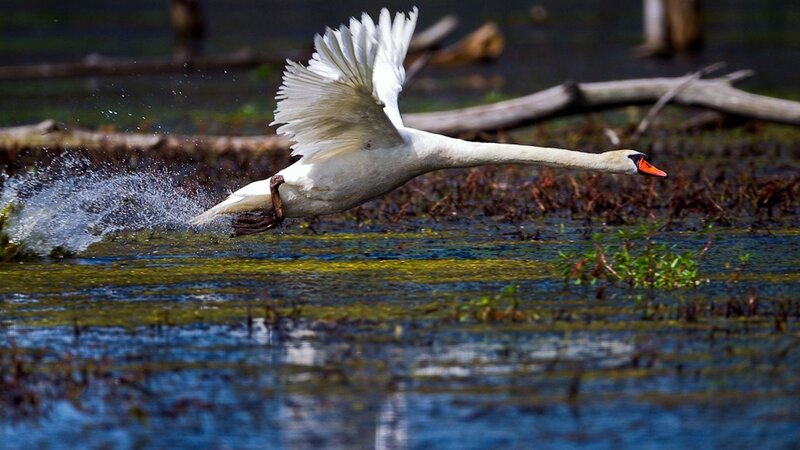 swan taking off from water