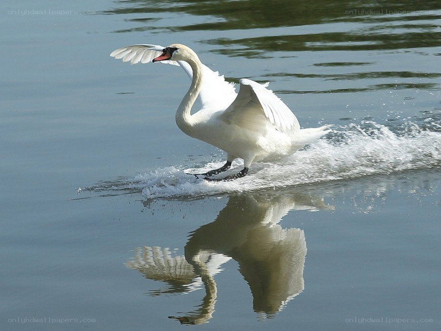 swan taking off from water