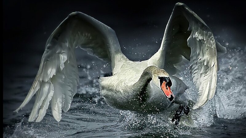 Swan Taking Off from Water — White, Dramatic