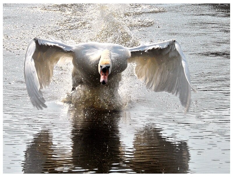 Swan Taking Off from Water — White