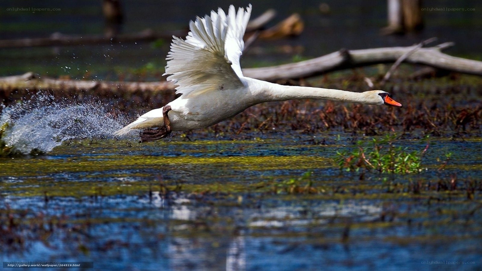 Swan taking off from water