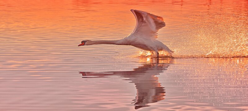 Swan Taking Off — Orange