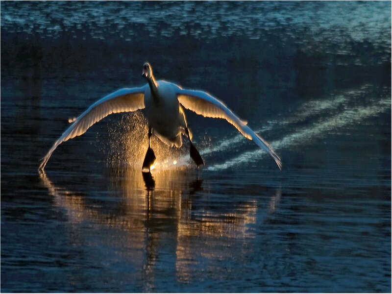 Swan Taking Off