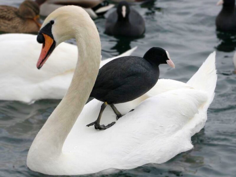 Swan with Coot