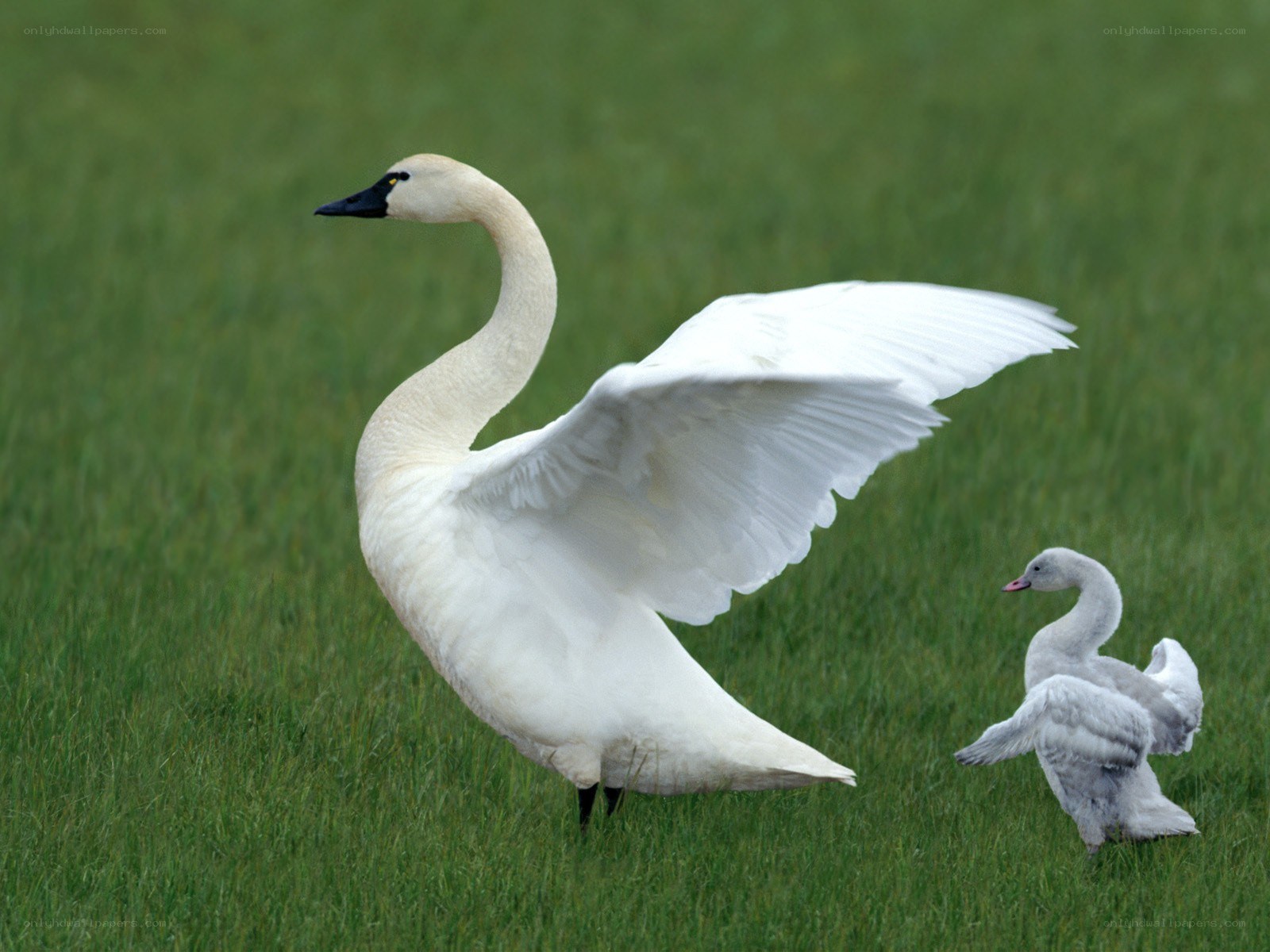 Swan with cygnet in grass