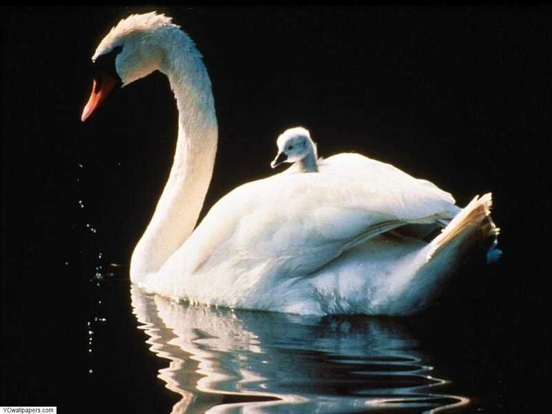 Swan with cygnet on back