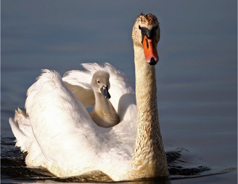 Swan with cygnet on its back