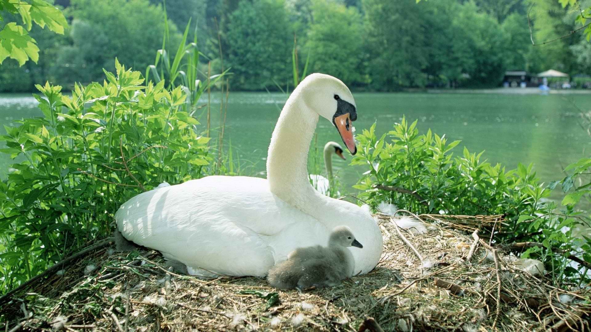 Swan with cygnet on nest