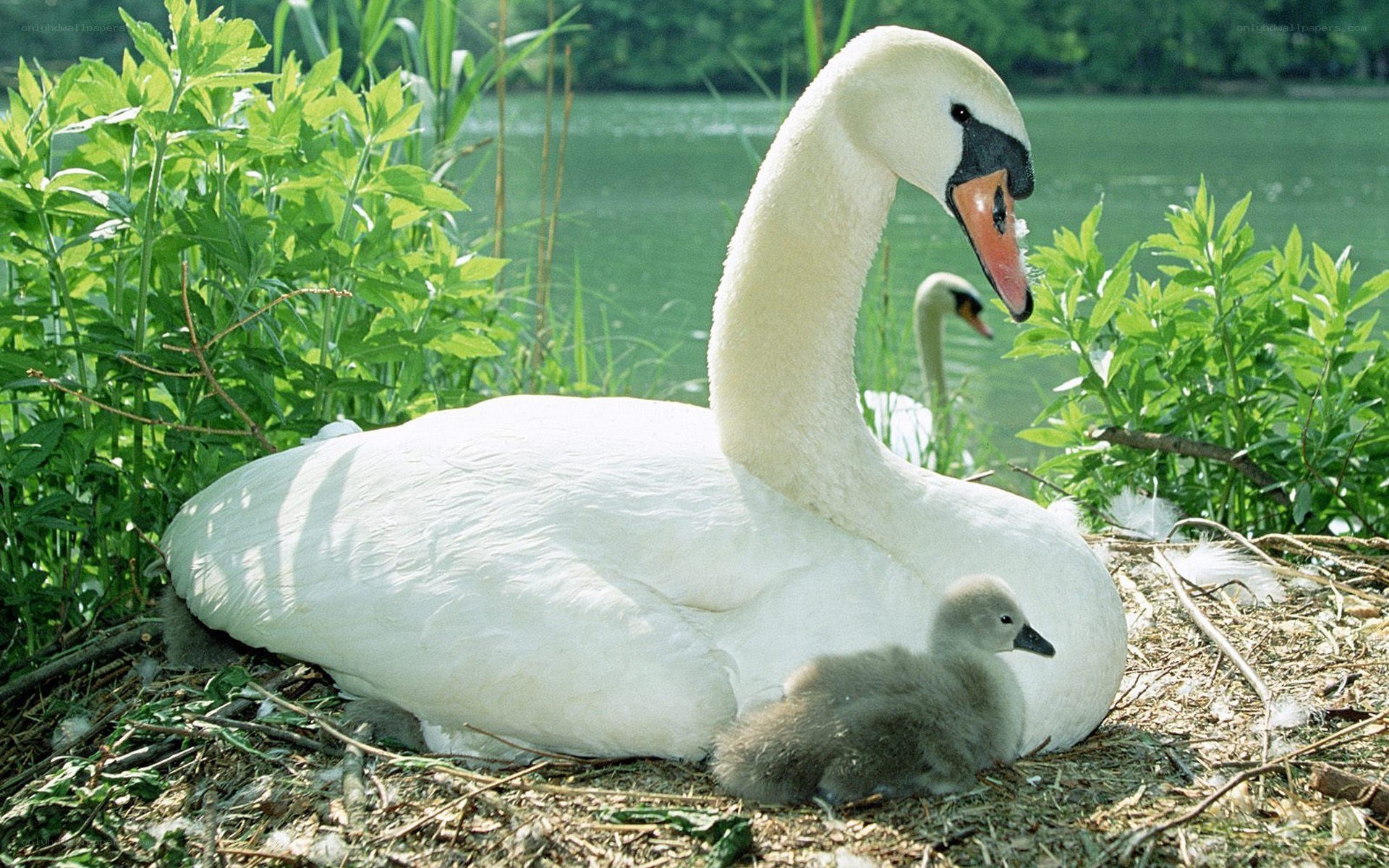 Swan with cygnet on nest
