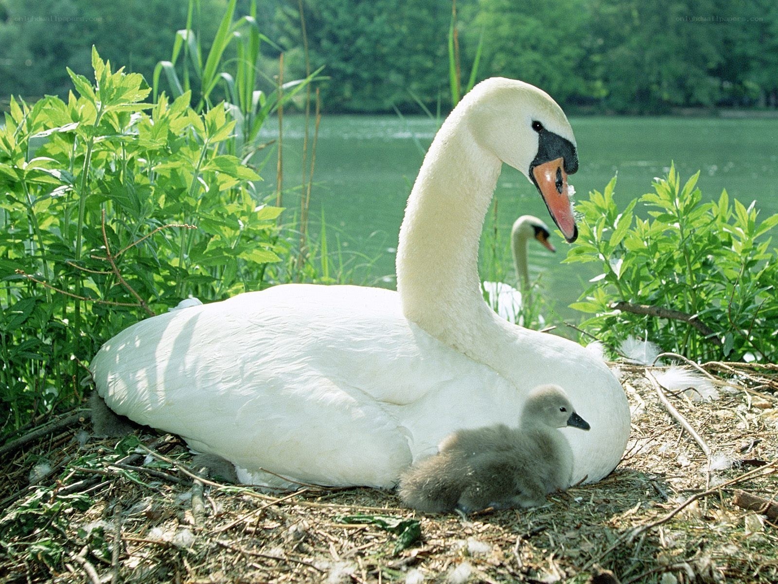 Swan with cygnet on nest