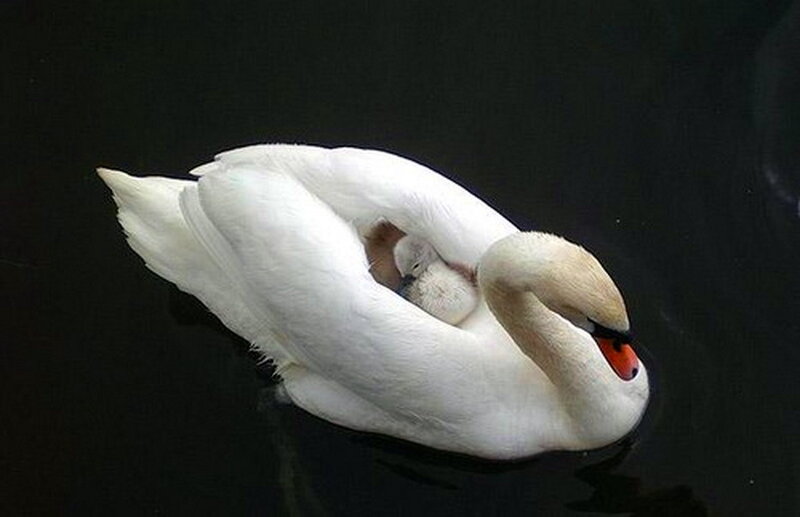 Swan with Cygnet