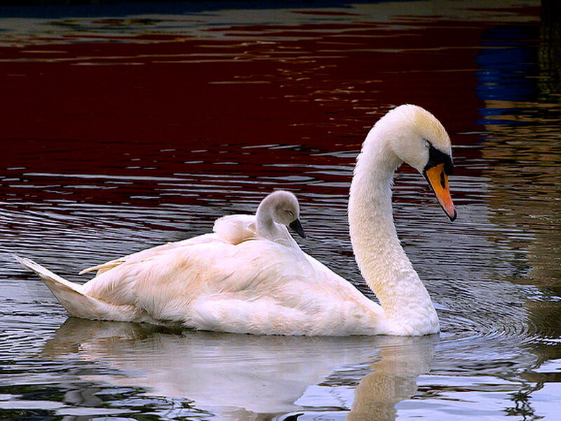 Swan with Cygnet — White, Serene, Photograph