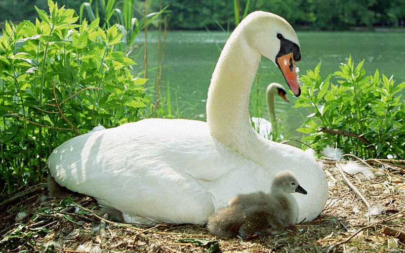 Swan with Cygnet — White, Serene