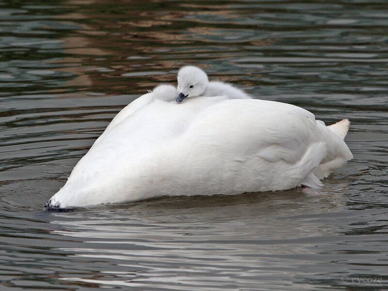 Swan with Cygnet — White