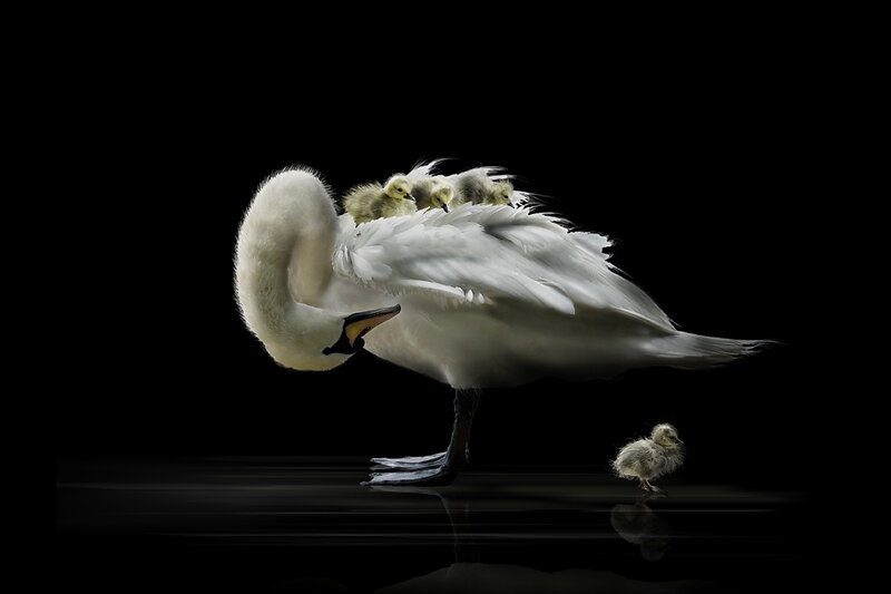 Swan with cygnets