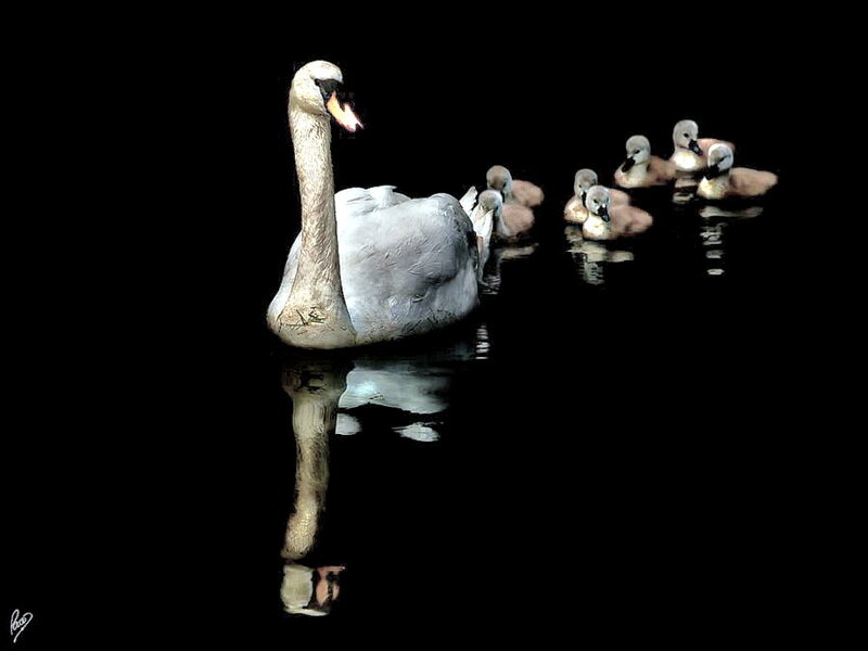 Swan with Cygnets — Black