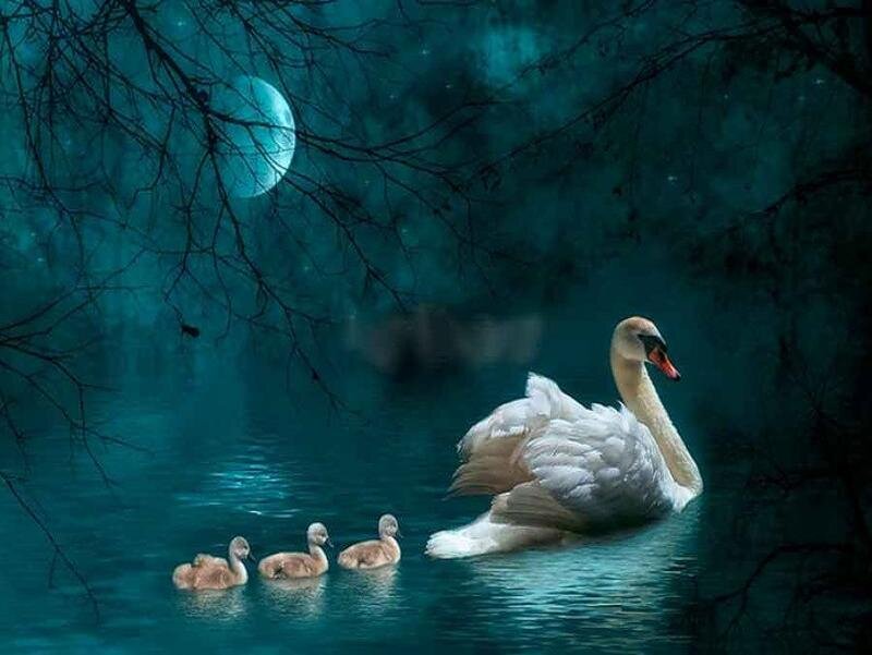 Swan with Cygnets — Blue, Serene, Night, Digital Art