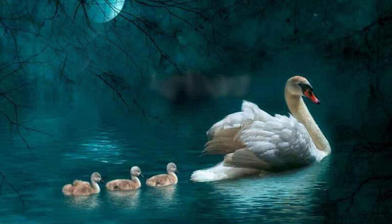 Swan with Cygnets — Blue, Serene, Night