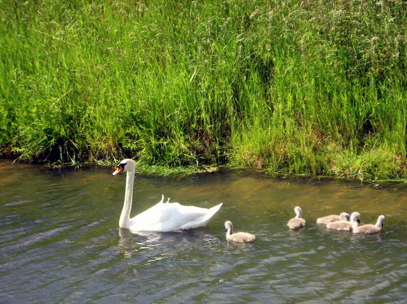 Swan with Cygnets — Green, Serene, Afternoon, Photograph, River