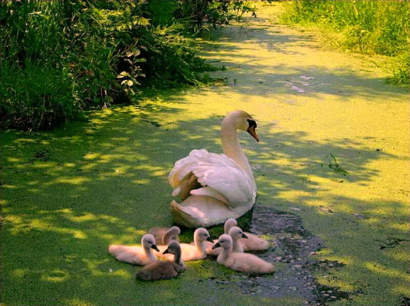 Swan with Cygnets — Green, Serene, Afternoon